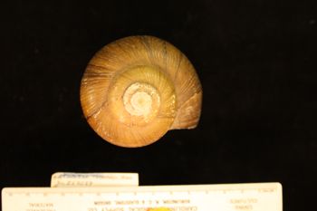 Media type: image; Malacology 258089